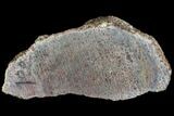 Polished Dinosaur Bone (Gembone) Section - Utah #106928-1